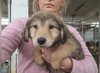 Sophie sucht ihr Glück