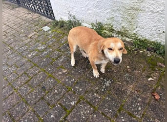 Dolly – ein stiller Herzenshund, der überall Liebe hinterlässt