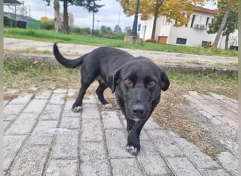 Candy - eine zuckersüße Hundedame sucht Dich