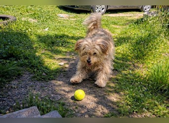 Sam - ein Herz auf vier Pfoten sucht sein Für-Immer-Zuhause