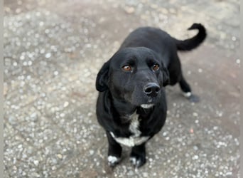 Candy - eine zuckersüße Hundedame sucht Dich