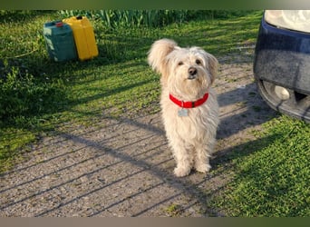 Sam - ein Herz auf vier Pfoten sucht sein Für-Immer-Zuhause