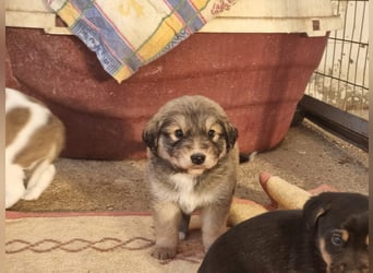 Sophie sucht ihr Glück