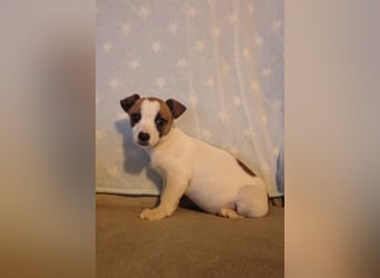 Zizel – ein kleines Herz auf der Suche nach ihrem großen Glück