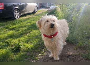 Sam - ein Herz auf vier Pfoten sucht sein Für-Immer-Zuhause