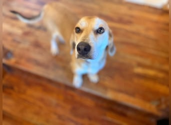 Dolly – ein stiller Herzenshund, der überall Liebe hinterlässt