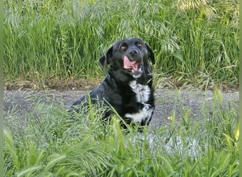Candy - eine zuckersüße Hundedame sucht Dich