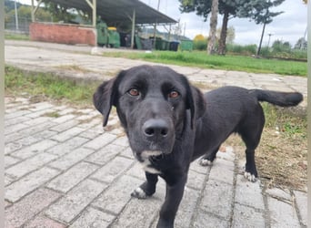 Candy -  eine zuckersüße Hundedame sucht DICH