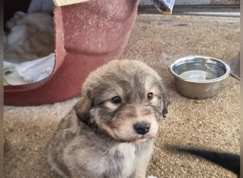 Sophie sucht ihr Glück