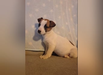 Zizel – ein kleines Herz auf der Suche nach ihrem großen Glück