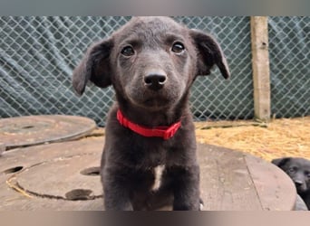 fröhliche Dobby