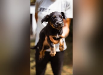 Elli, junges Welpenmädchen sucht ihr Glück bei dir