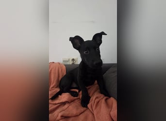 Kleiner Mrki