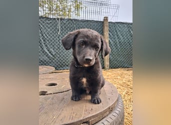neugieriger Linus