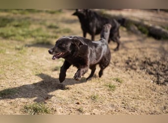 Wirbelwind Pili Mili