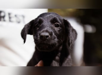 Emmi, junges Welpenmädchen sucht ihr Glück bei dir