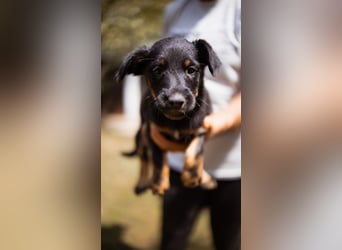 Elli, junges Welpenmädchen sucht ihr Glück bei dir