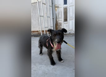 eine Chance für Miska