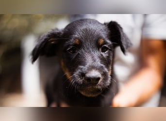 Elli, junges Welpenmädchen sucht ihr Glück bei dir