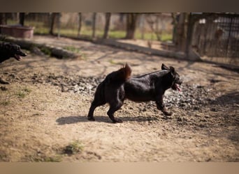 Wirbelwind Pili Mili