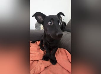 Kleiner Mrki