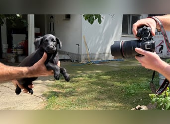 Emmi, junges Welpenmädchen sucht ihr Glück bei dir