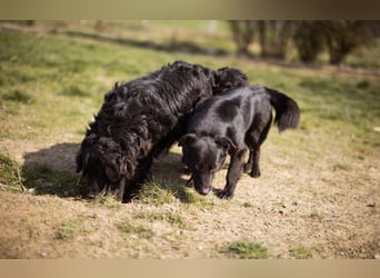 Wirbelwind Pili Mili