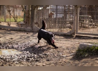 Wirbelwind Pili Mili