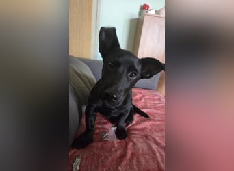 Kleiner Mrki
