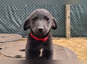 fröhliche Dobby
