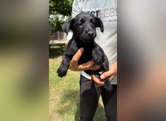 Emmi, junges Welpenmädchen sucht ihr Glück bei dir