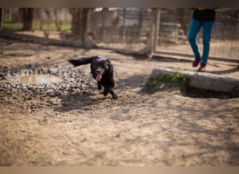 Wirbelwind Pili Mili