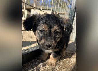 Knöpfchen, geb. ca.09/2025, lebt in GRIECHENLAND, auf einer privaten Pflegestelle