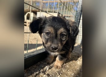 Knöpfchen, geb. ca.09/2025, lebt in GRIECHENLAND, auf einer privaten Pflegestelle