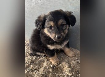 Knöpfchen, geb. ca.09/2025, lebt in GRIECHENLAND, auf einer privaten Pflegestelle