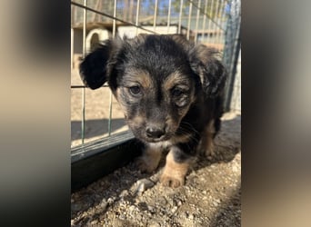 Knöpfchen, geb. ca.09/2025, lebt in GRIECHENLAND, auf einer privaten Pflegestelle