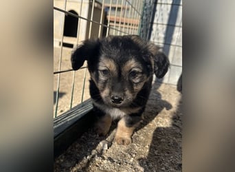 Knöpfchen, geb. ca.09/2025, lebt in GRIECHENLAND, auf einer privaten Pflegestelle