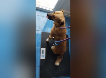 PUMPKIN - kleiner Rüde, große Power