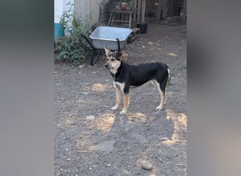 SOYA - liebe Hündin sucht Familie