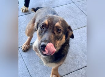 LOKI - kleiner Powerboy sucht Familie