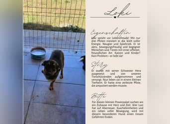 LOKI - kleiner Powerboy sucht Familie
