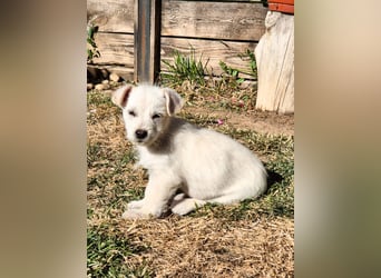 CODY - süßer Bub sucht ein Zuhause