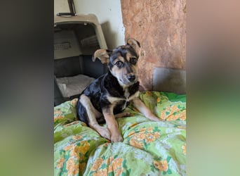 SOYA - liebe Hündin sucht Familie