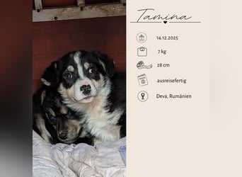 TAMINA - Zaubermaus sucht Familie
