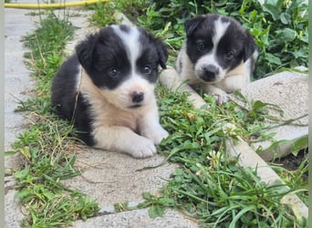 MARLEY sucht sein Für-Immer-Zuhause
