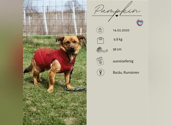 PUMPKIN - kleiner Rüde, große Power