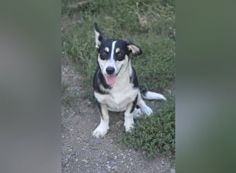 TAMINA - Zaubermaus sucht Familie