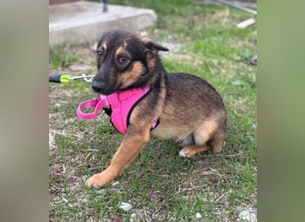 LOKI - kleiner Powerboy sucht Familie