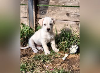 CODY - süßer Bub sucht ein Zuhause