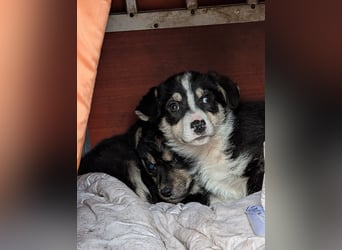 TAMINA - Zaubermaus sucht Familie